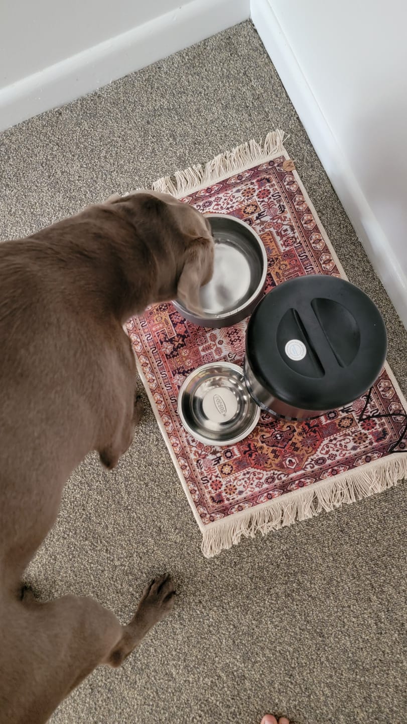 Customer photo review of Pet Bowl Mat with Fringe - Ophelia // Personalization: Not requested on this item.