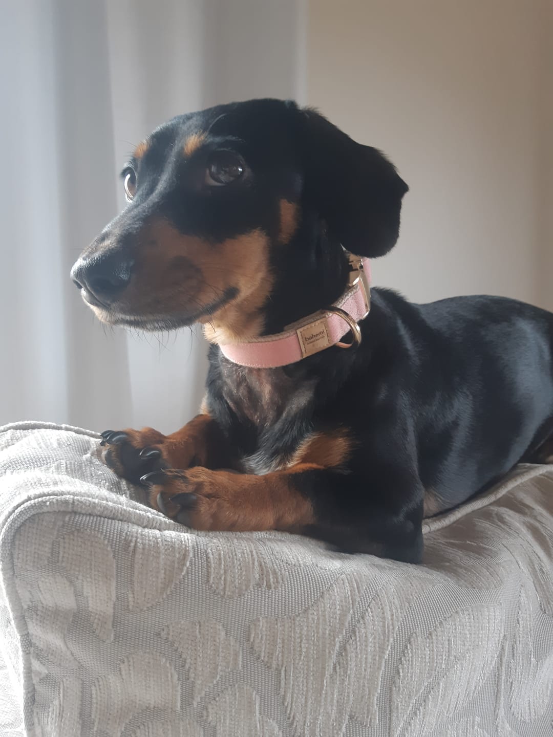 Customer photo review of Hemp & Organic Cotton Dog Collar ~ Pale Pink