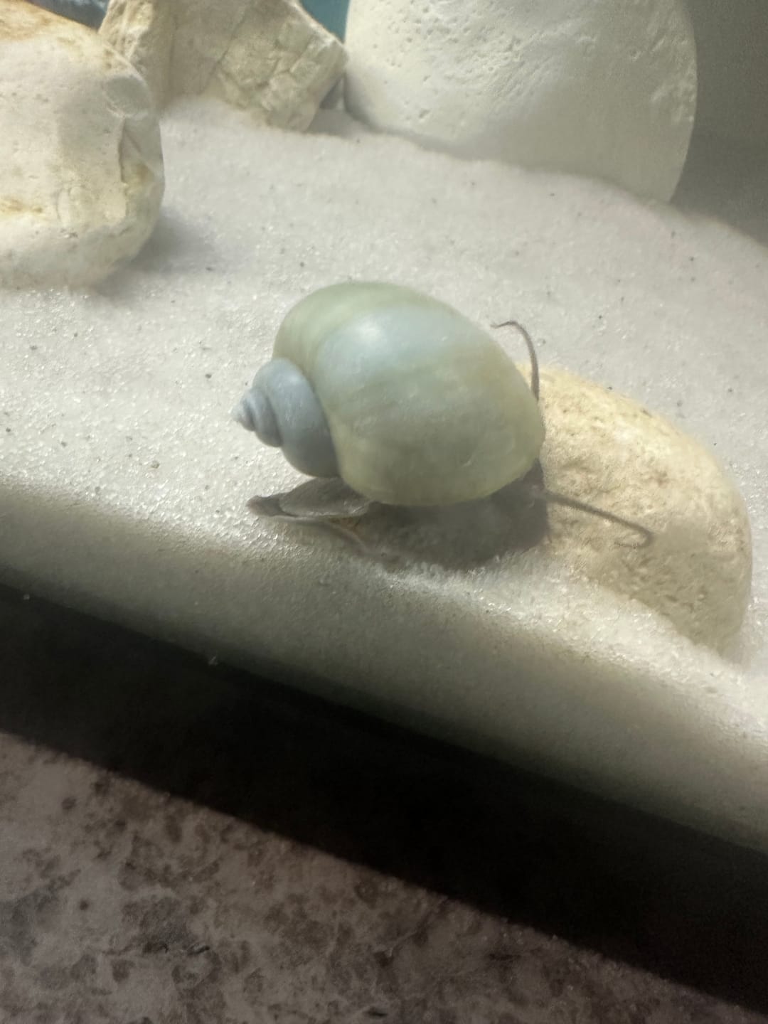 Customer photo review of Blue Mystery Snail