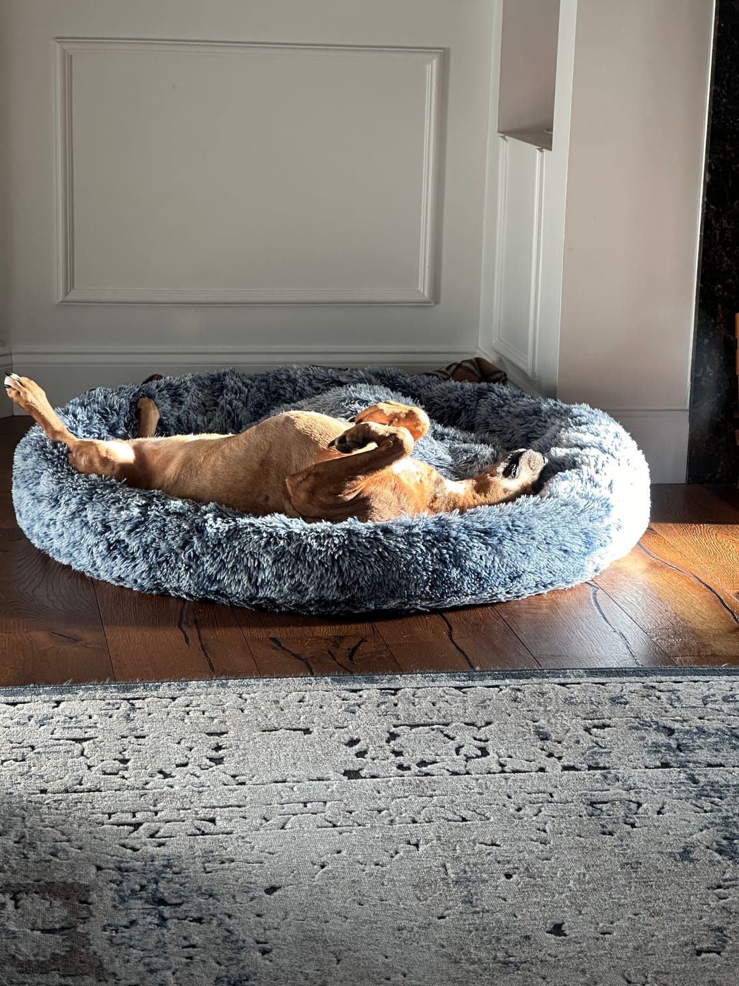 Customer photo review of Hemp Oil for Dogs and Cats - 900mg - 1oz