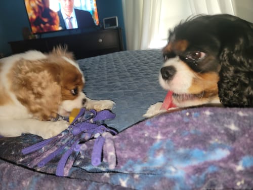 Customer photo review of MIX FLAVORED CHEWS ( A PACK OF 6 STICKS )
