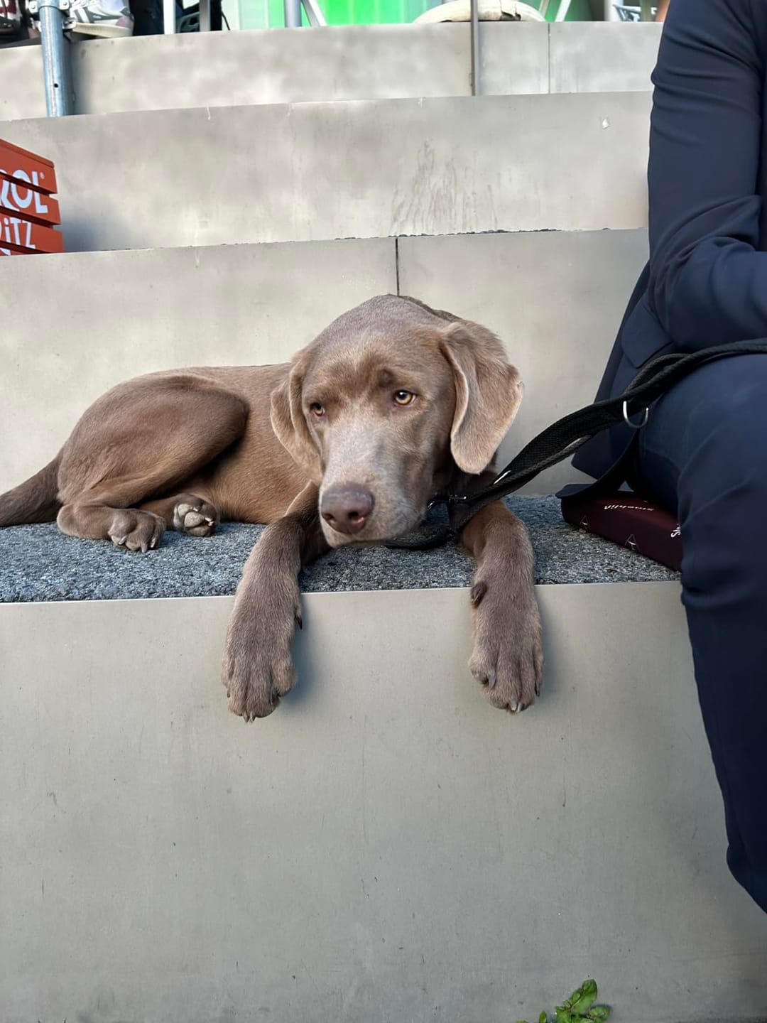 Customer photo review of SANUUS Bio Hanfpellets für Hunde vegane Hundeleckerlis Adult & Welpe