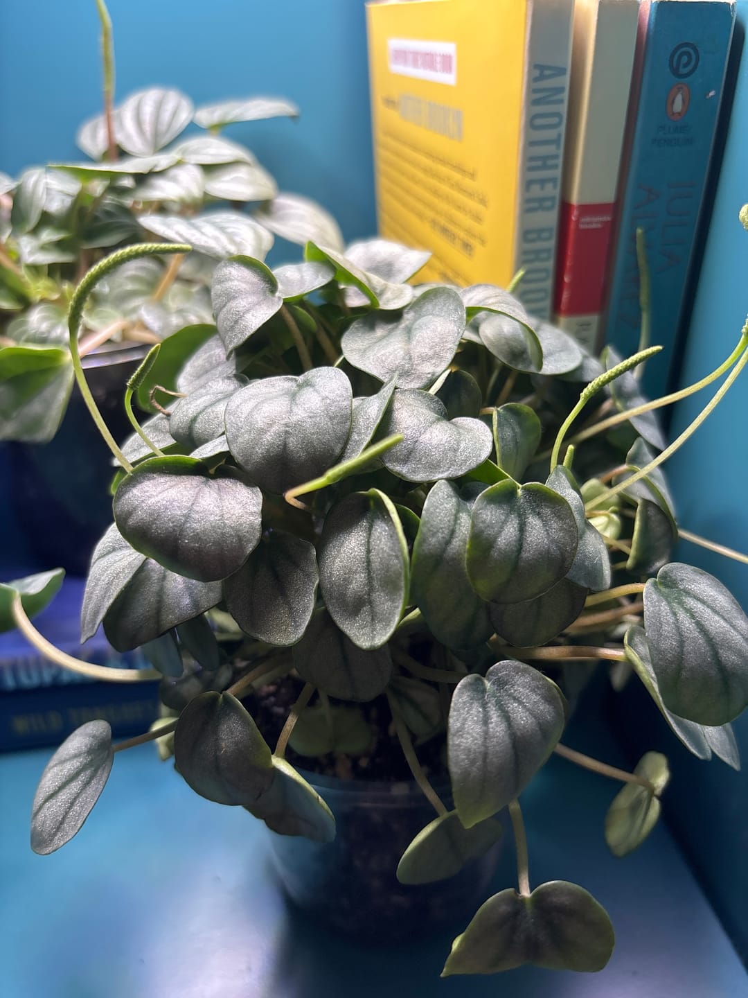 Customer photo review of Peperomia 'Little Toscani'