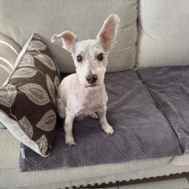 Customer photo review of Original Pet Grooming Vacuum Kit
