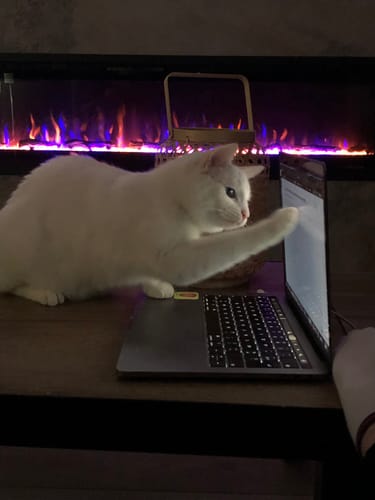 Avis photo d'un client sur Croquettes Chat Stérilisé Sans Céréales - Poulet