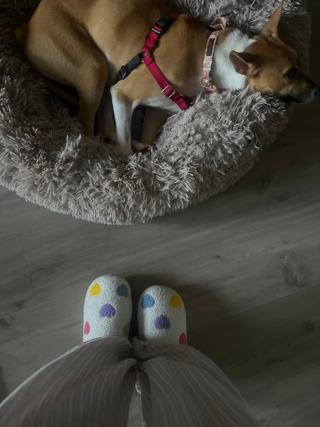 Customer photo review of Zia Colorful Heart Slippers