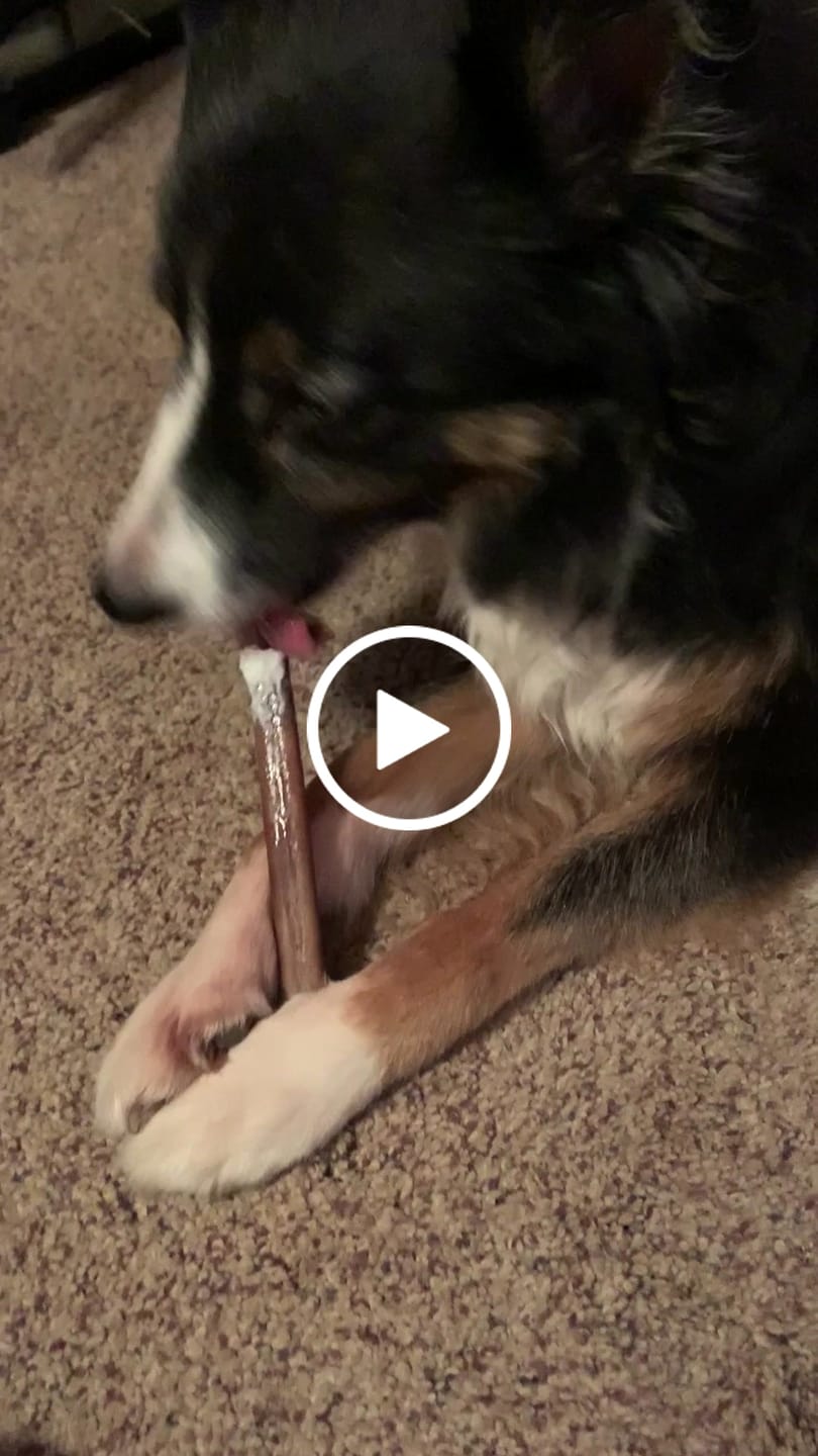 Customer video review of 5-6 Inch Standard Collagen Stick