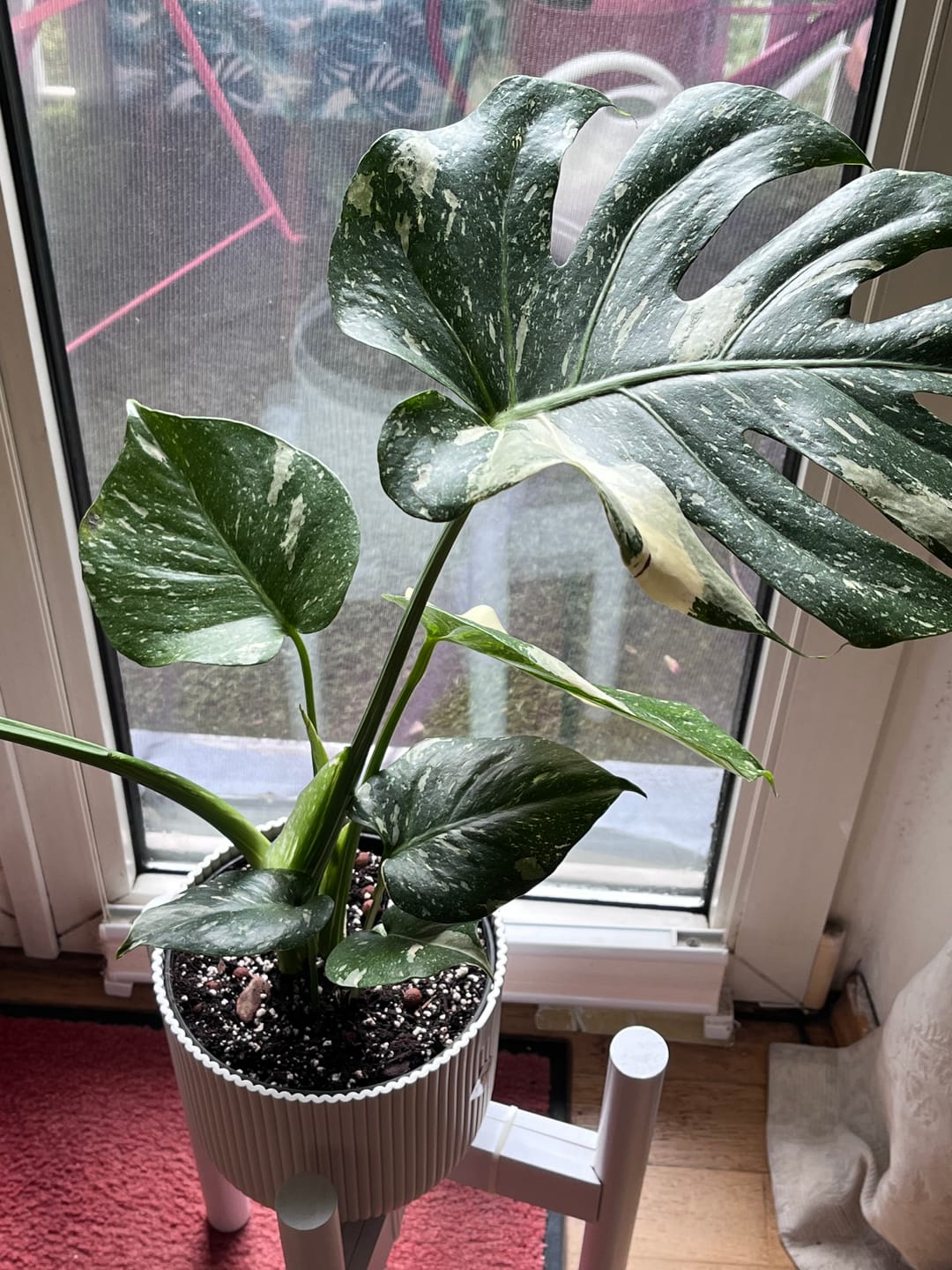 Customer photo review of MONSTERA THAI CONSTELLATION