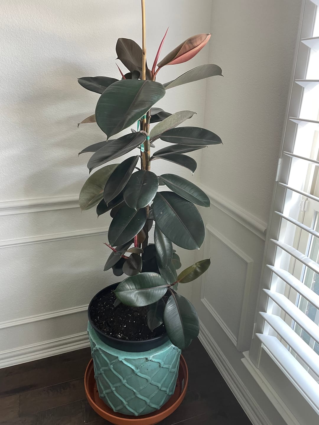 Customer photo review of Ficus Burgundy Bush, Rubber Tree