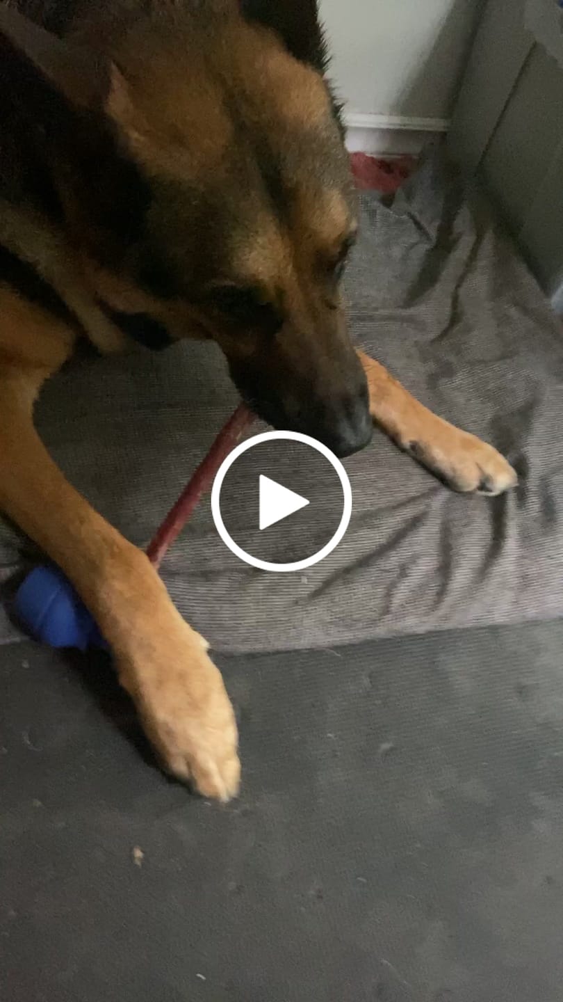 Customer video review of 12 Inch Mega Monster Bully Stick (LIMITED)