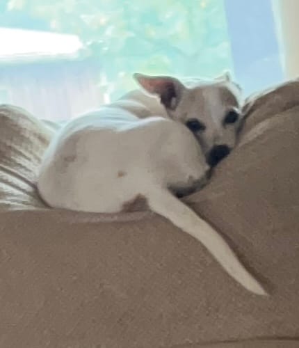 Customer photo review of Itch & Allergy