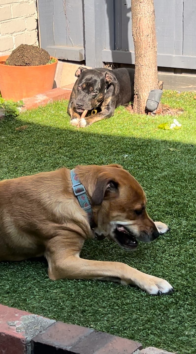 Customer photo review of Bully Sticks | Beef Pizzle