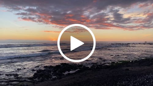 Customer video review of WagWellies® Mojave