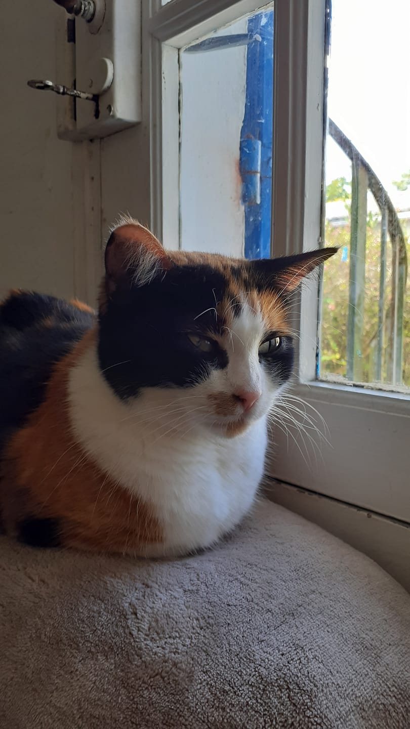 Customer photo review of Croquettes riches en poissons blancs frais (chat stérilisé)