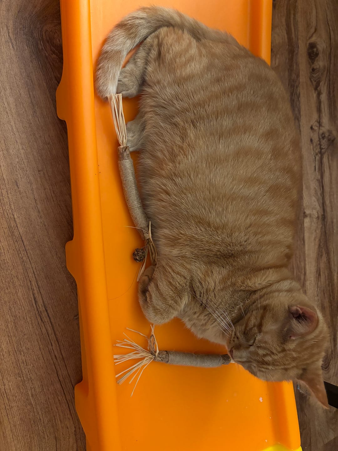 Customer photo review of RYERCAT Silvervine Cat Dental Sticks