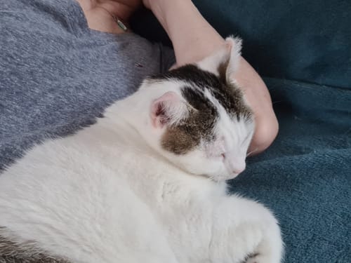 Avis photo d'un client sur Croquettes Chat Stérilisé Sans Céréales - Poulet