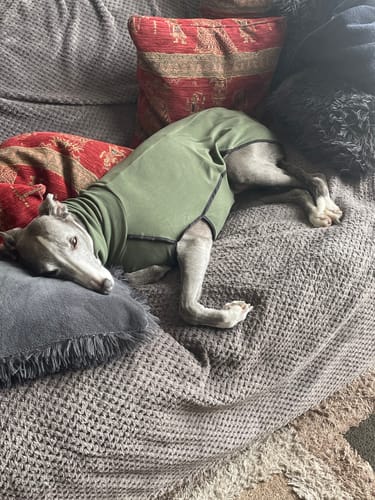 Customer photo review of Fleece Sighthound Base-Layer Coat with Underbelly and Snood