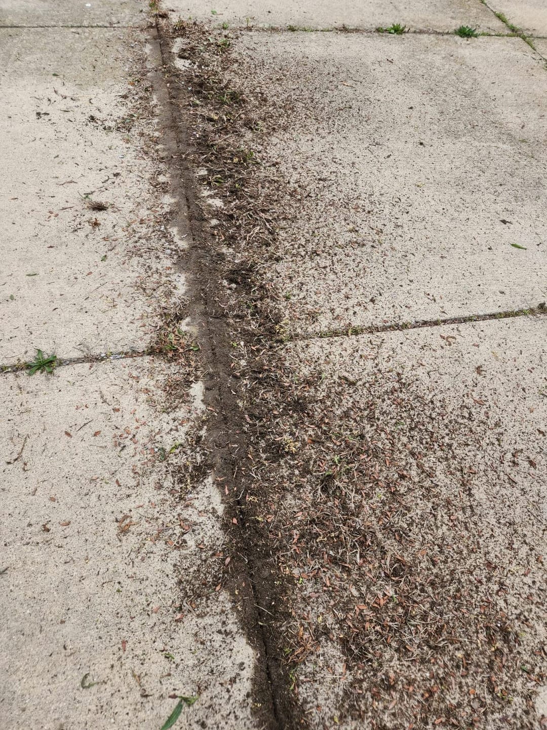 Customer photo review of Grazer™ : Best Powerful Electric Battery Operated Cordless Metal Blade Weed Eater / Grass Trimmer