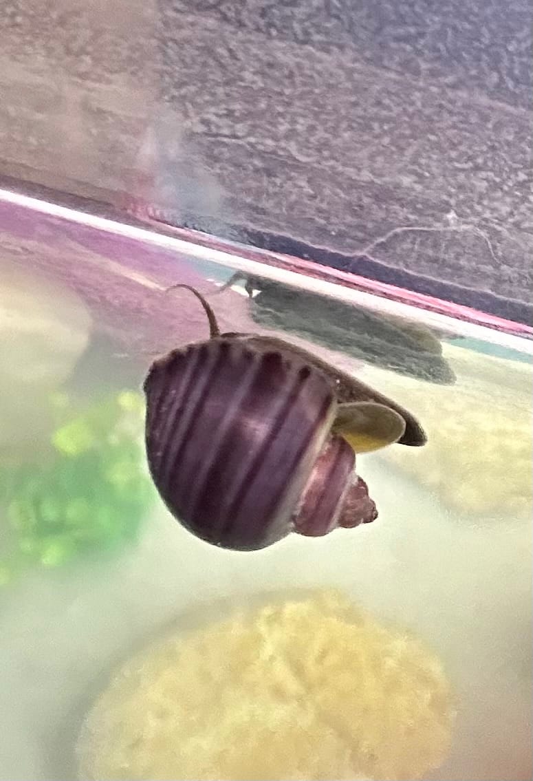 Customer photo review of Purple Mystery Snail
