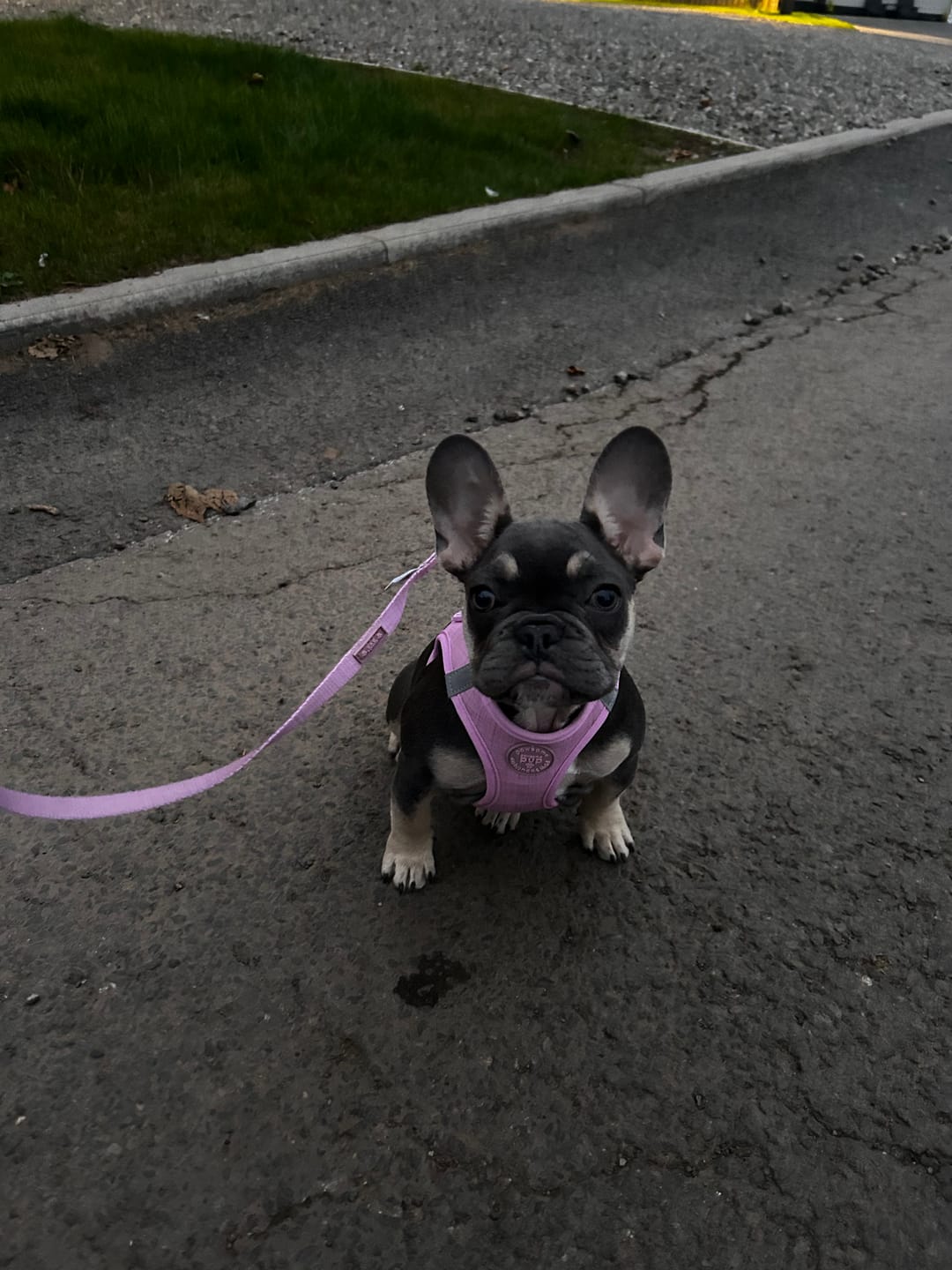 Customer photo review of Pawsome Pup Harness - Pink