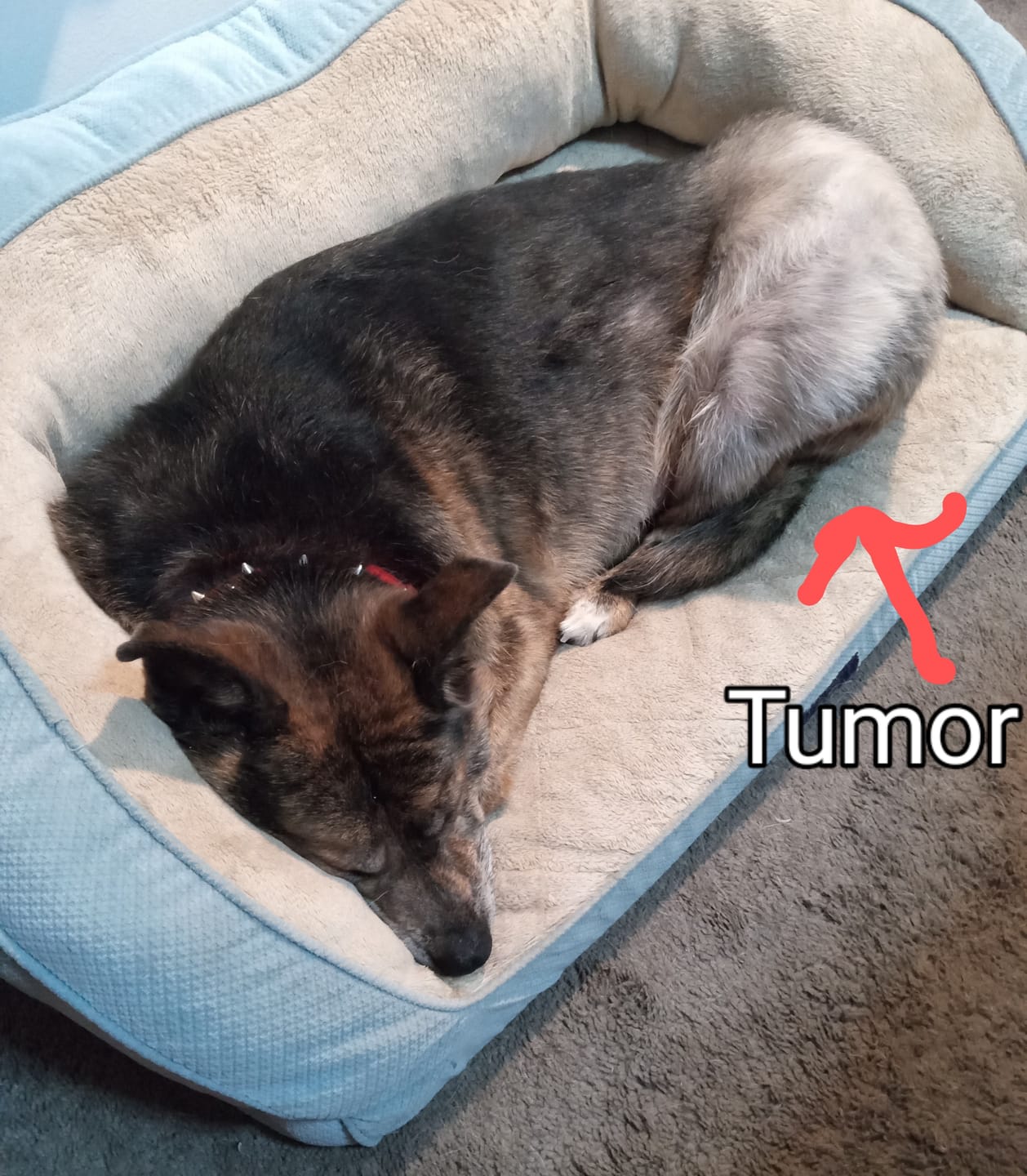 Customer photo review of Buddy Guard + Hearty Bites