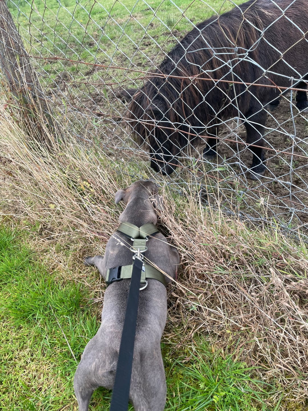 Customer photo review of TRI-Harness® | Anti-Pull, Adjustable & Durable - Dog Trainers Choice -  Khaki v2.0