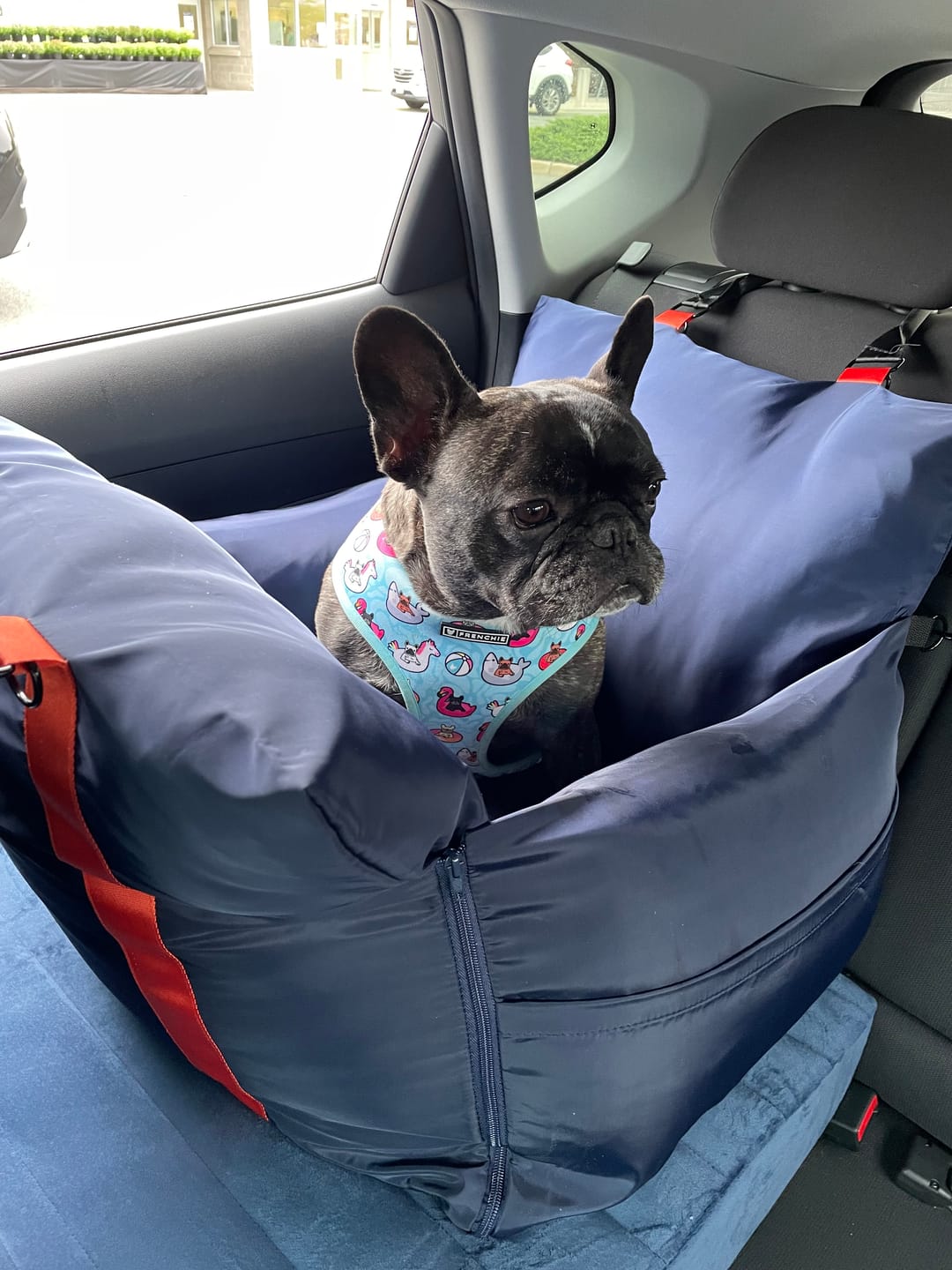 Customer photo review of Replacement Isofix Skin - Travel Dog Pod 2.0