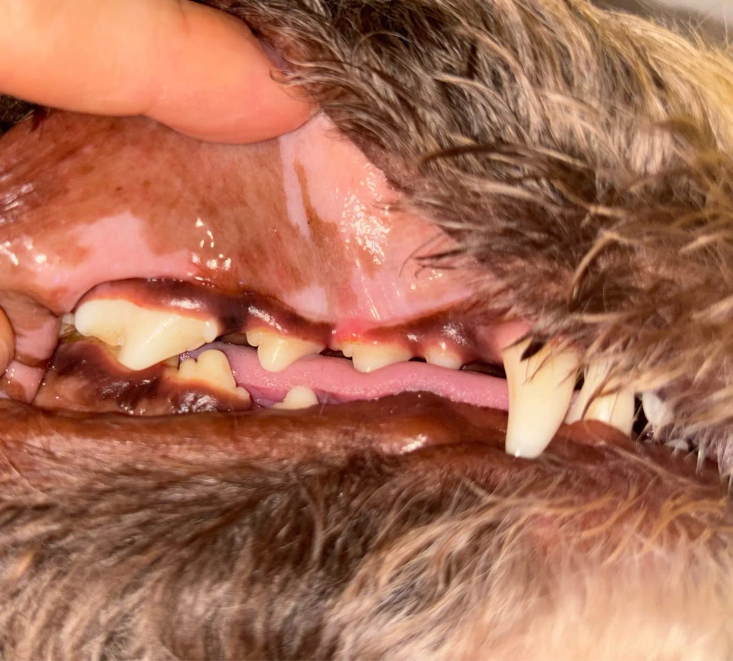 Customer photo review of KANILAB - Détartreur Dentaire pour Chien