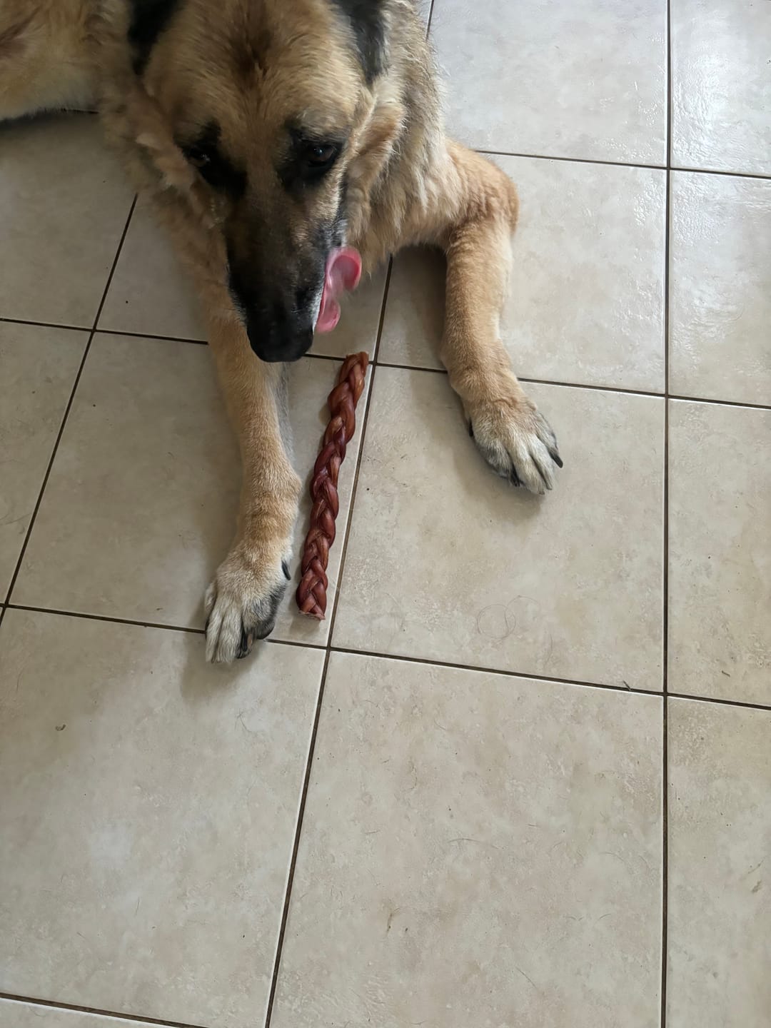 Customer photo review of 12 Inch Standard Braided Bully Stick