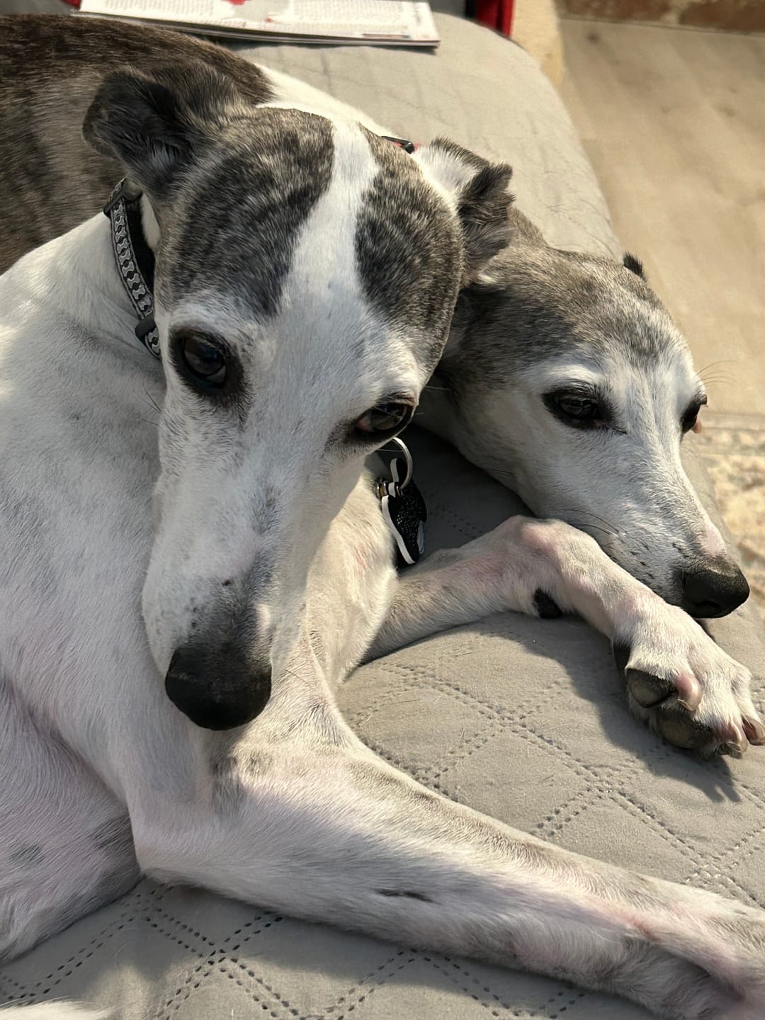 Customer photo review of Natural Dog Food Samples