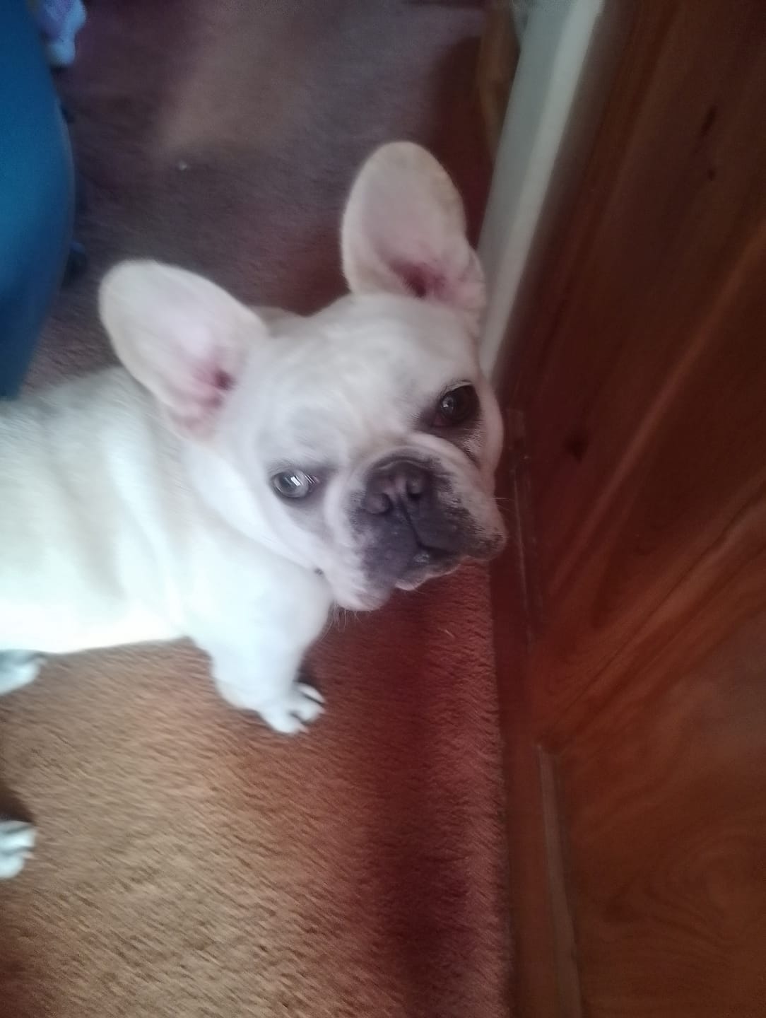 Customer photo review of Dog Gel