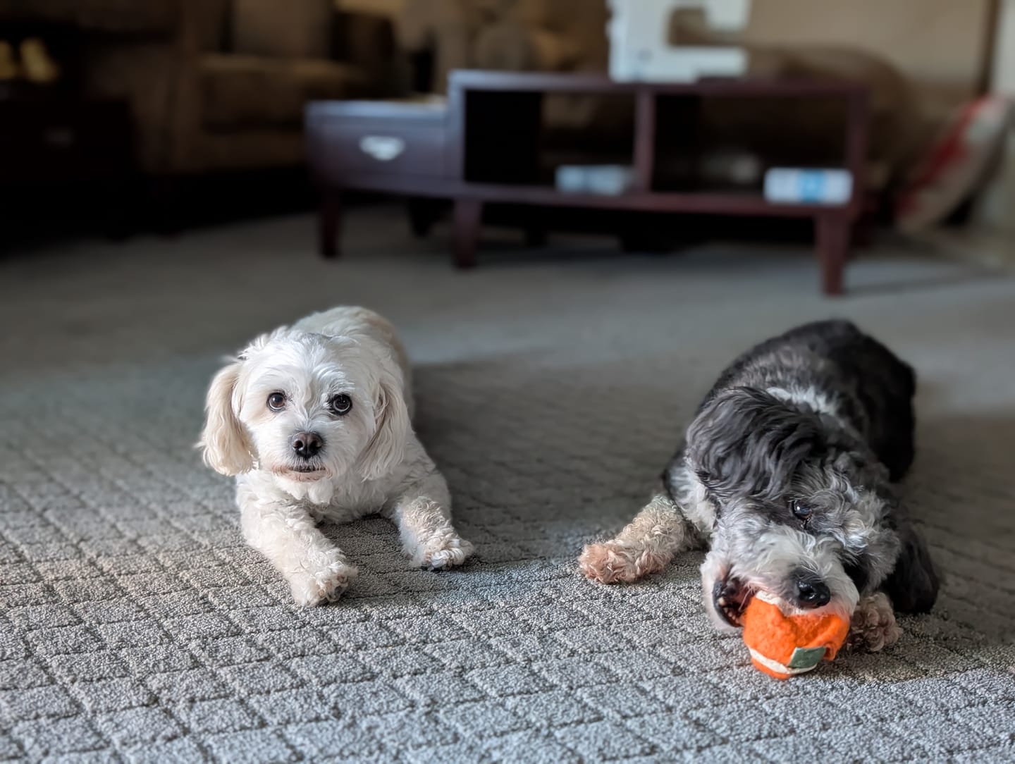 Customer photo review of Chicken Recipe Dog Food Rolls (8 x 1.5 lb Case)