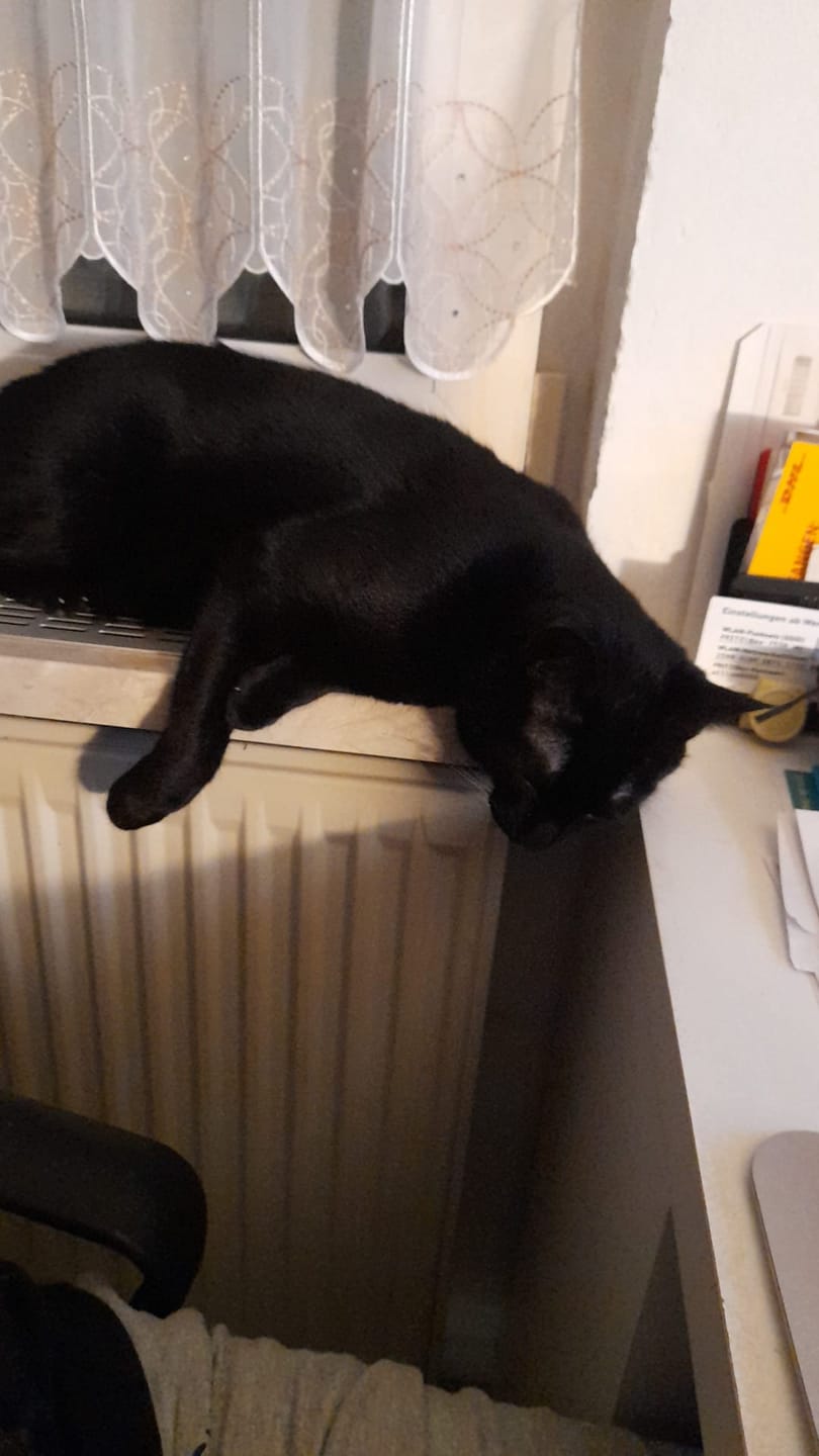 Customer photo review of Katzenkekse - Katzenminze - 0.2 mg CBD -  Total 120 mg CBD