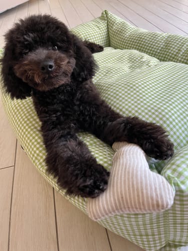 Customer photo review of Divanetto Vichy Verde Chiaro