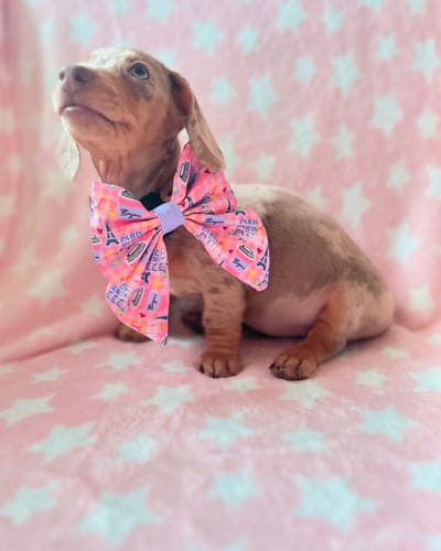 Customer photo review of Sailor Bow -Emily In Paris