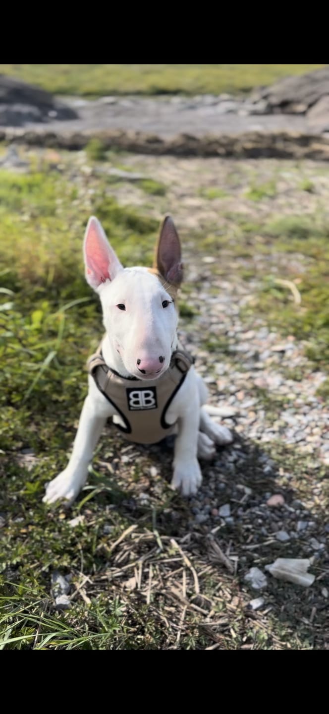 Customer photo review of Premium Comfort Harness | Non Restrictive & Adjustable - Light Military Tan