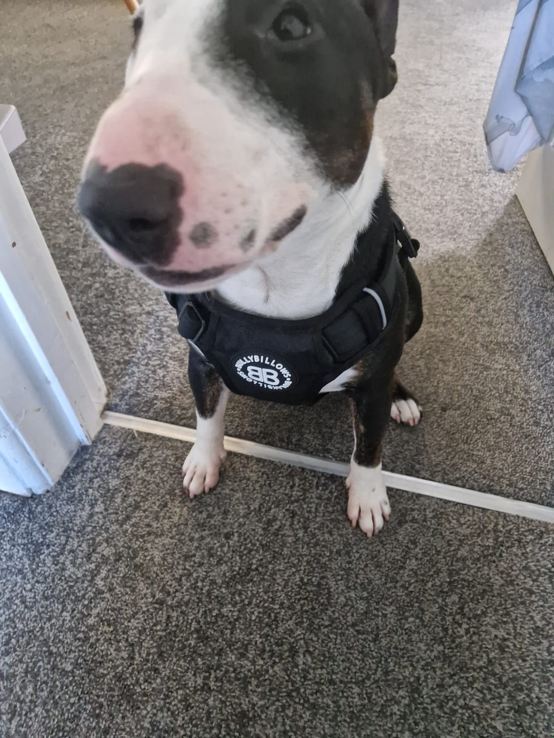 Customer photo review of 1.4m Swivel Combat Lead | Neoprene Lined, Secure Rated Clip with Soft Handle - Black