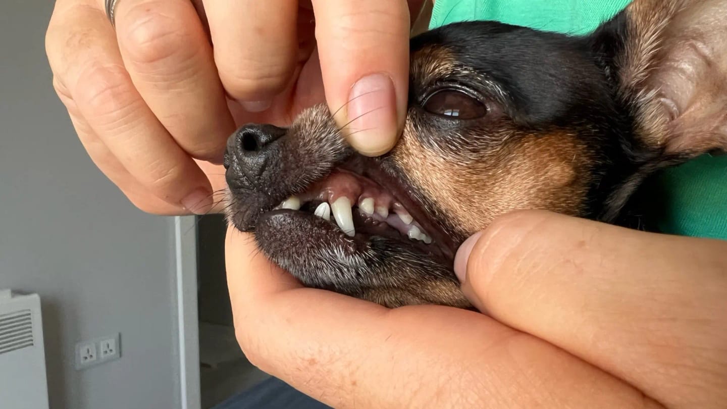 Customer photo review of KANILAB - Détartreur Dentaire pour Chien