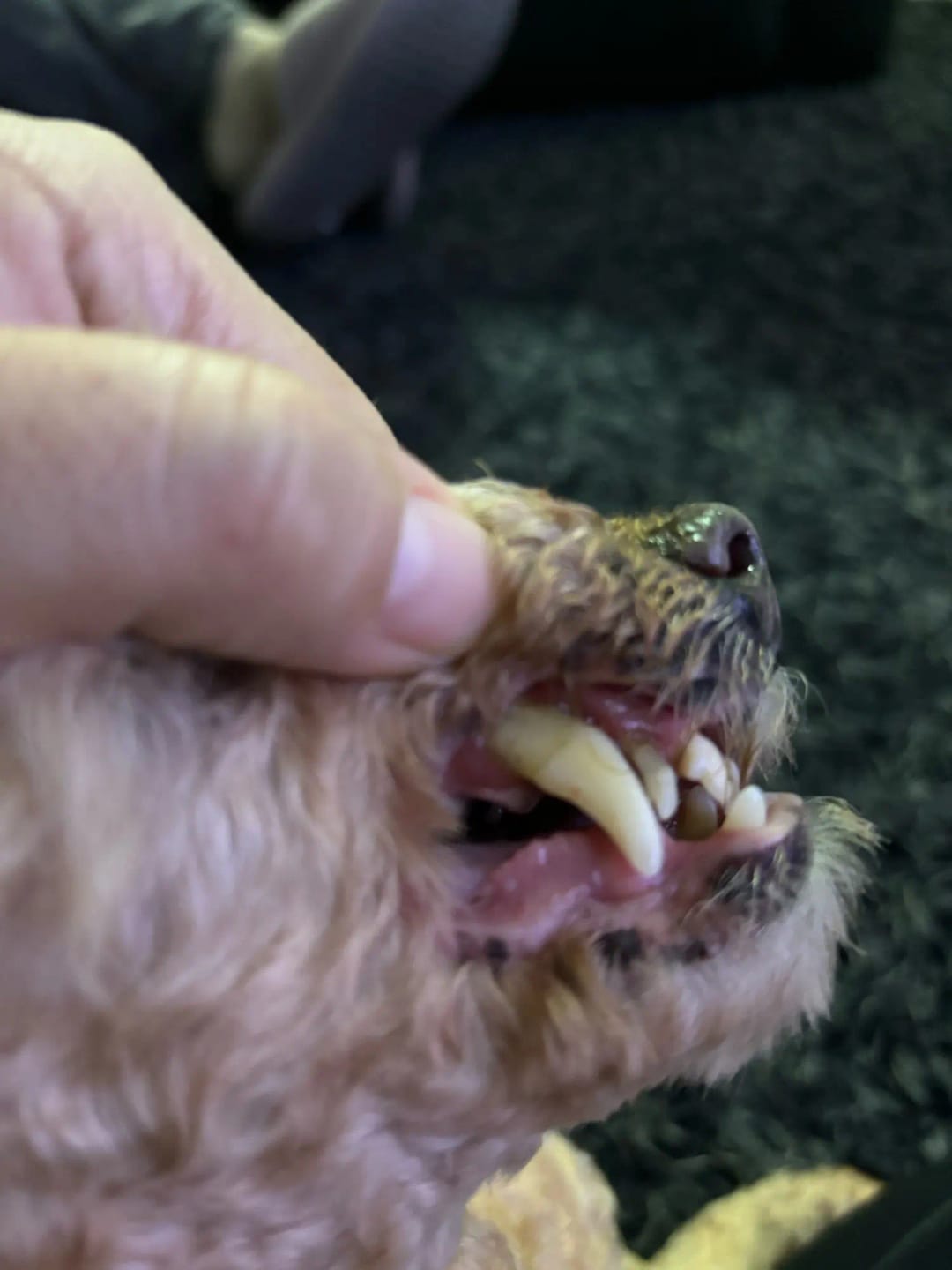 Customer photo review of KANILAB - Détartreur Dentaire pour Chien