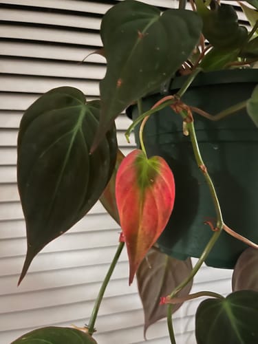 Customer photo review of Houseplant Pest Spray