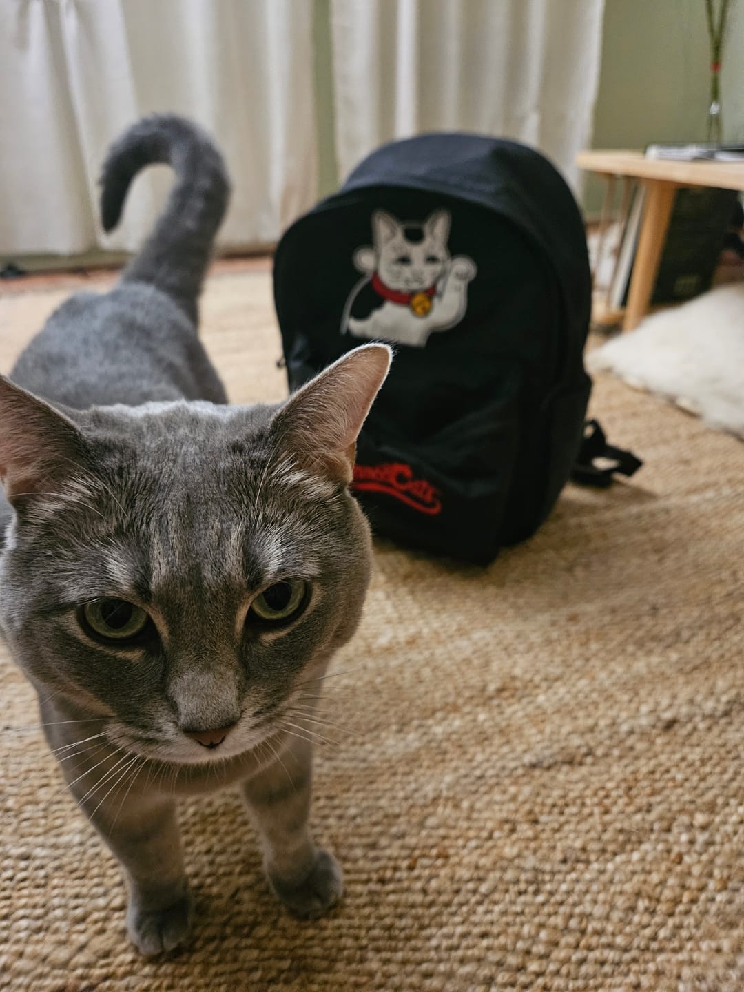 Customer photo review of Maneki Cat Backpack
