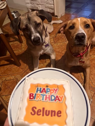 Customer photo review of Torta Per Cani Happy Birthday Personalizzabile