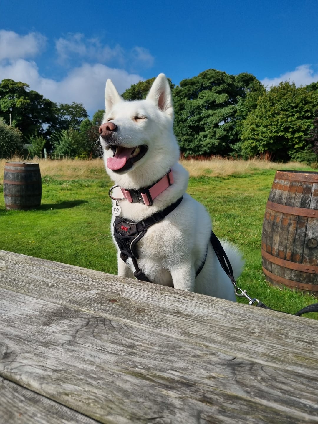 Customer photo review of 4cm Combat® Collar | Rated Clip - NO HANDLE - Pink v2.0