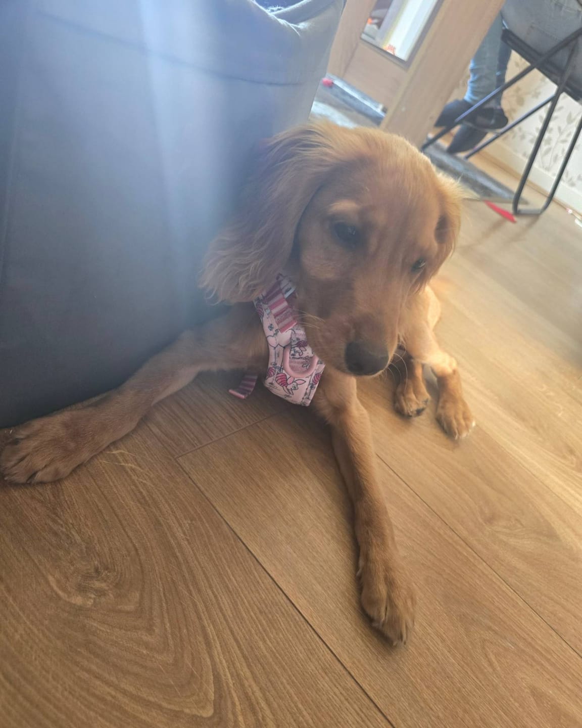 Customer photo review of Disney© Tough Trails™ Harness - Piglet