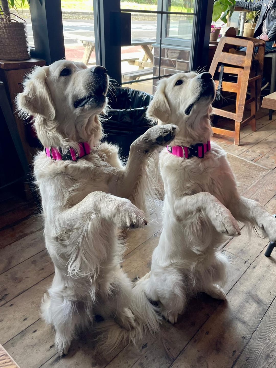 Customer photo review of 4cm Combat® Collar | Rated Clip - NO HANDLE - Magenta v2.0
