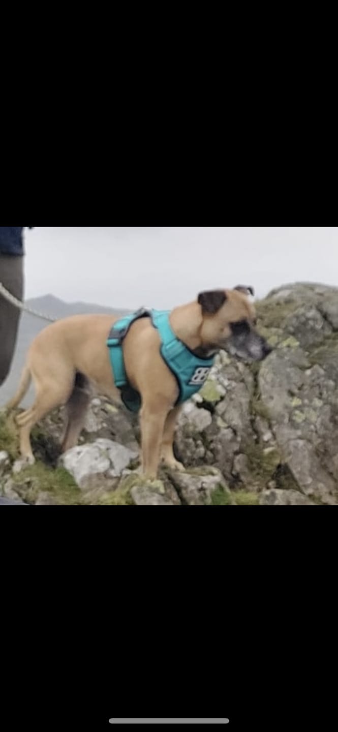 Customer photo review of Premium Comfort Harness | Non Restrictive & Adjustable - Turquoise v2.0