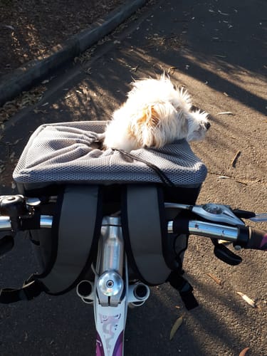 Customer photo review of All In One Pet Carrier Bag | Dog Bike Basket | Backpack for Dogs & Cats | Car Booster Seat