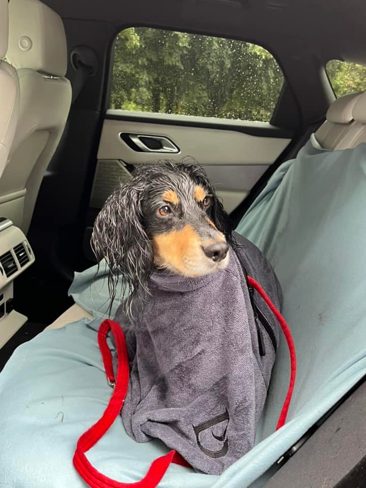 Customer photo review of Luxury Dog Drying Bag