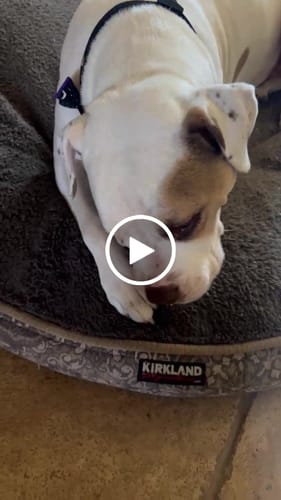 Customer video review of TRADITIONAL HIMALAYAN YAK CHEWS | ALL SIZES