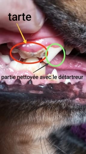 Customer photo review of KANILAB - Détartreur Dentaire pour Chien